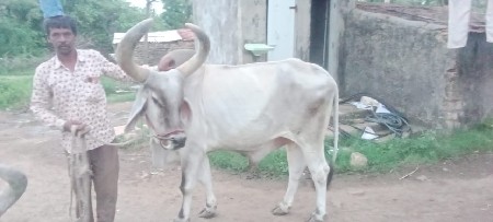 તન.    વાવણી