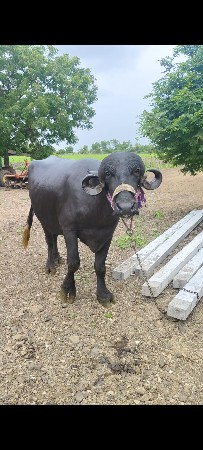 જાફરાબાદી ભેંસ વેચવા ની છે