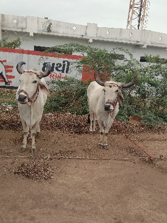 બળદ વેચવાના છે