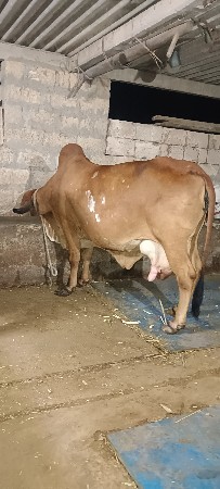 ગીર ગાય વેચવાની છે