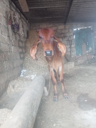 ગીર વાસડી વેચવાની છે
