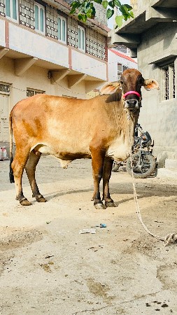 જર્સી ક્રોસ હોડકી વેચવાની છે