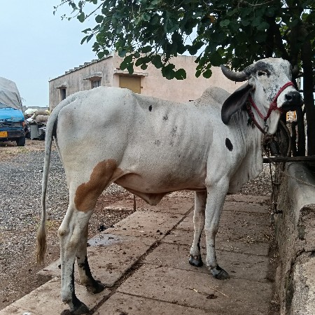 ગાય ..હોડકી