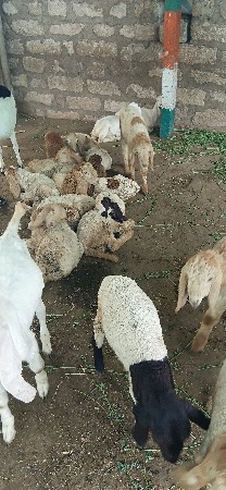 9898777132