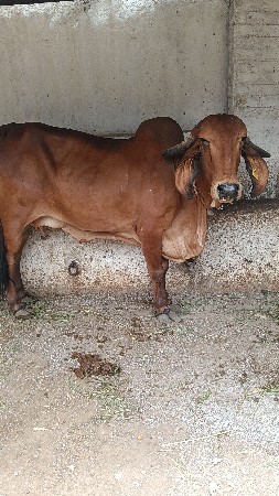 સાટા કરવાના ના છે