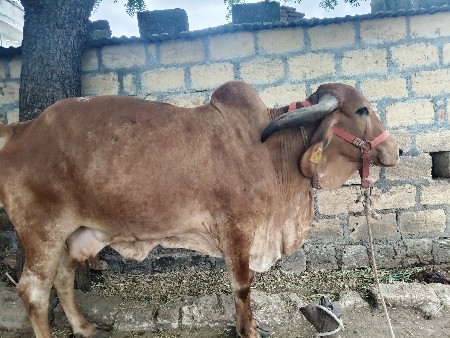 વેચવાની છે ગાય