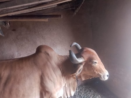 ગાય વૅચવાની છૅ