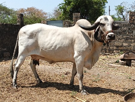 ગીર ગાયુ લે વેચ