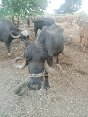 ભેશવીસદિવસમાવીયાસે