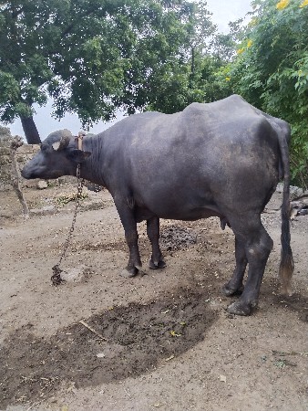 ભેંસ વેચવાની છે