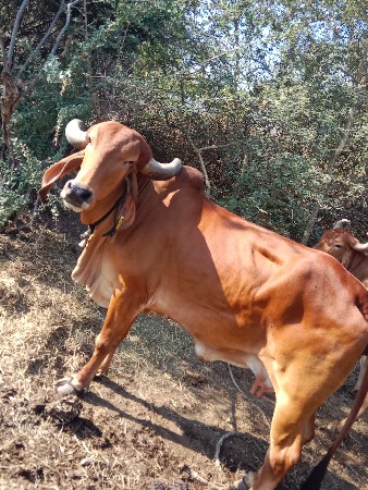 આ ગાય વેચવાની છે