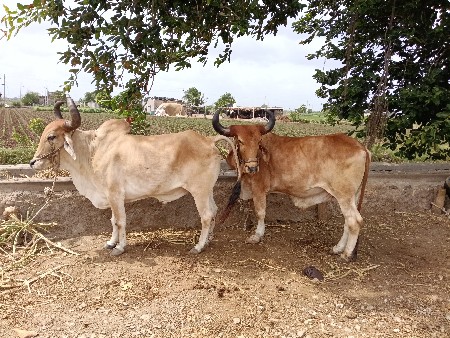 બળદ વેચવાના છે