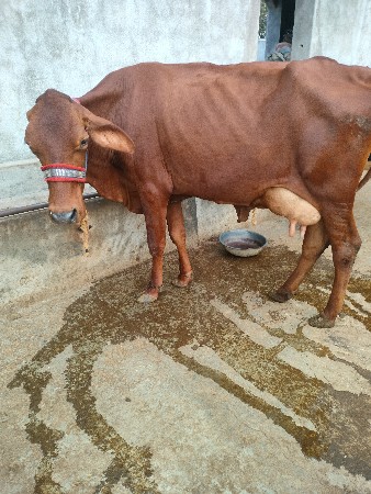 એચએફ ગાય વેચવાનું છે