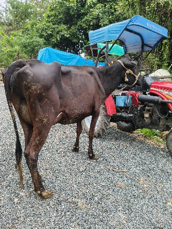 જર્સી