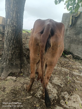 ગિર ગાય વેસવાની છે