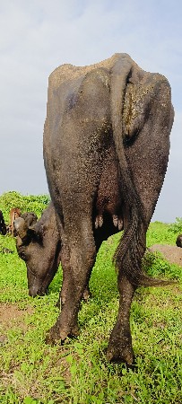 ભેંશ વેસવાની છે