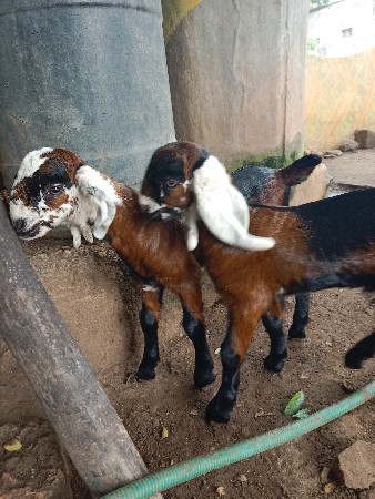 બે બકરા દેવાનાં સે