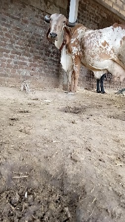 ગીર ગાય