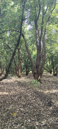 લાકડાં
કોઈ પણ જાતના લાકડાં દેવા માં
