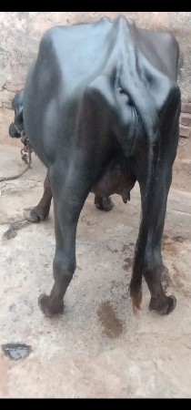 ભેંસ વેચવાનું છે