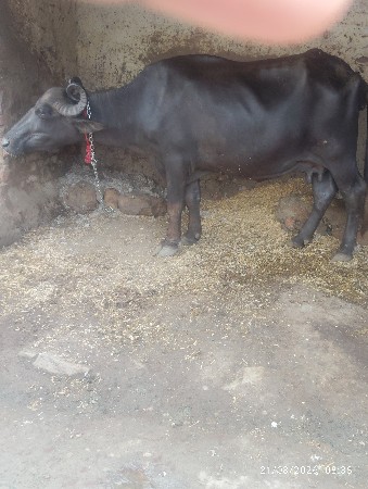 આ ભેશ વેચવાની છે