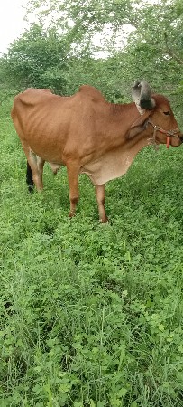 આ બળદ વેચવાના છે