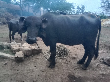 વેચવાની છે