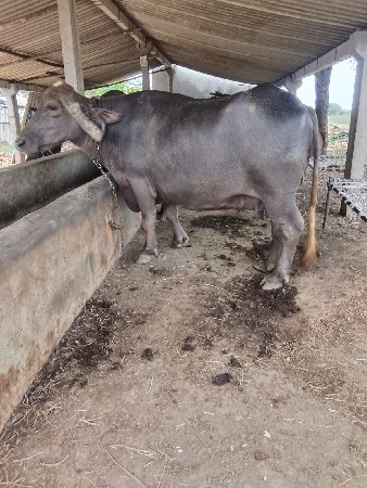 ભેંસ વેચવાની છે