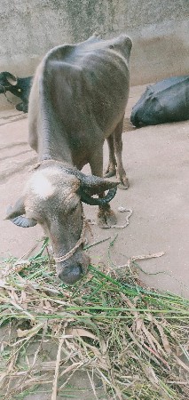 ભેસ