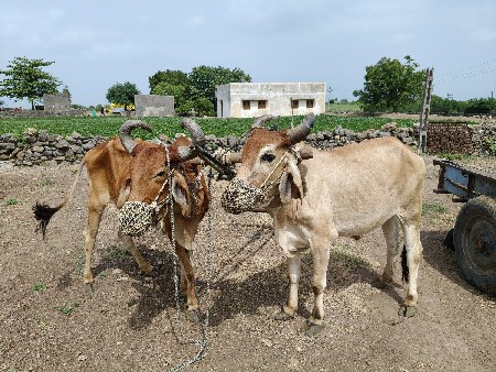 બળદ વેચવાના છે