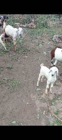 બકરો