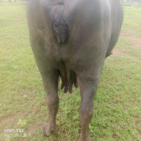 વિજયભાઈ બારિયા 7862892795