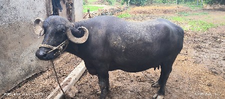 વેસવાની સે