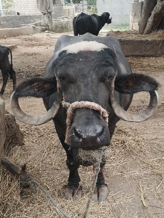 ભેસ