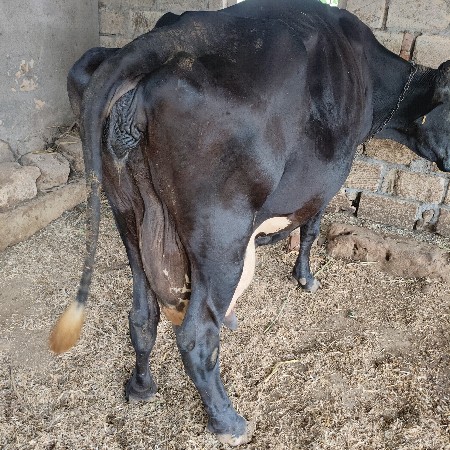 ગાય વેચવાની છે
