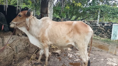 ગોઢલો