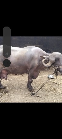 ભેંસ વેચવાની છે ફૂલ જવાબ દારિ છે