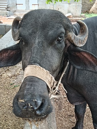 અખંડ ખડેલી વેચવાની છે