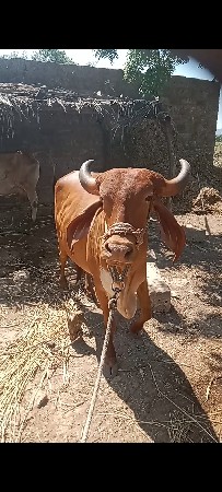 ગાય વેચવાની છે