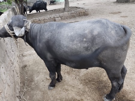 9099692256 આ નંબર મા‌ ફોન કરવો