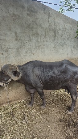 ભેંસ વેચવાની છે 2 વેતર વ્યાસે