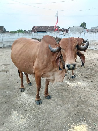 આ ગાય વેચવાની છે