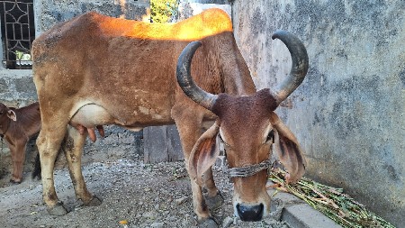 ગાય વેચવાની છે.