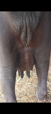 2 ભેંસ વેસવાની સે