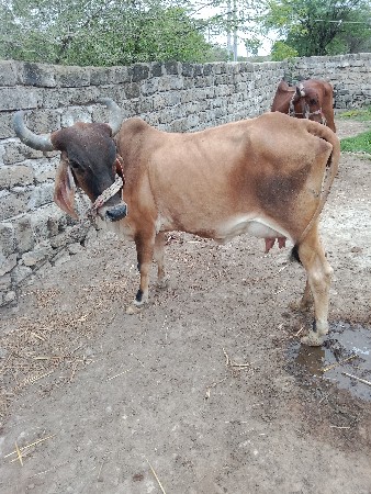 આદત પરા