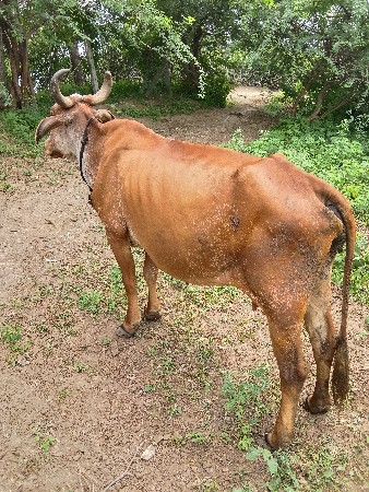 ગાય