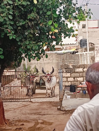 સાવ સોજા