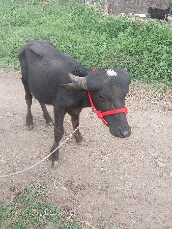 ધીરૂભાઇ