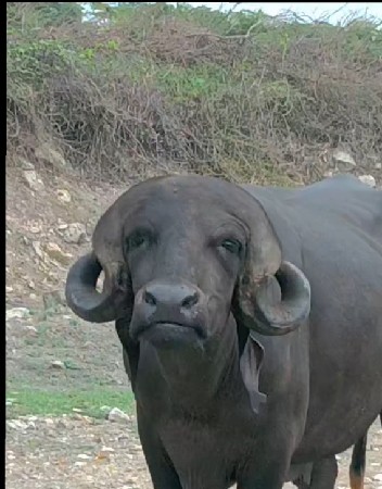 પાડો વેચવાની છે ટોટલ જવાબદારી છે
