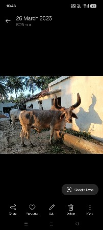 બળદ વેસવા નો છે